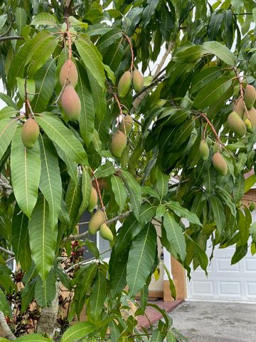 11420 NW 35th Street, Sunrise, FL 33323