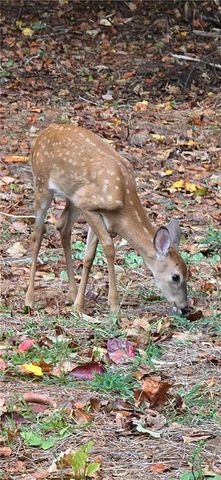 4279 Red Fox Trail Trail, Oakwood, GA 30566