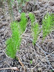 29531 Little Bear Creek Road, Cedar Glen, CA 92321