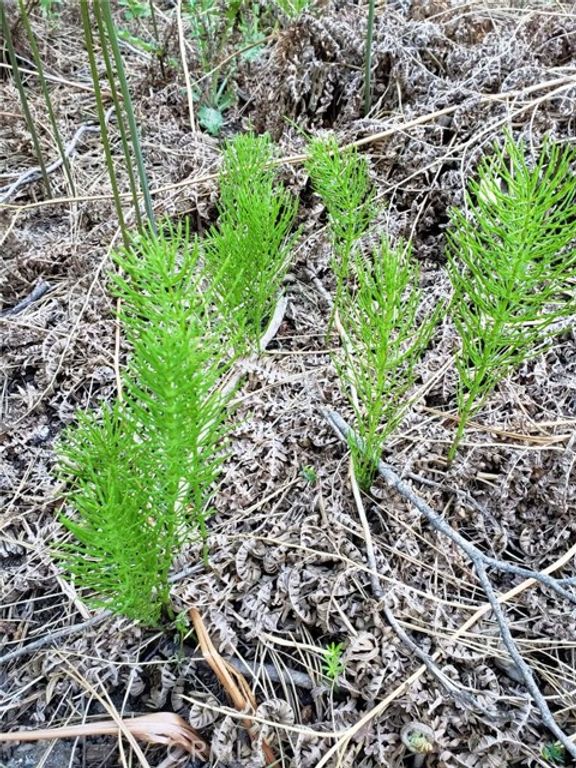 29531 Little Bear Creek Road, Cedar Glen, CA 92321