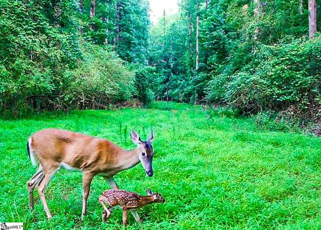 104 Harpers Ferry Court, Simpsonville, SC 29681