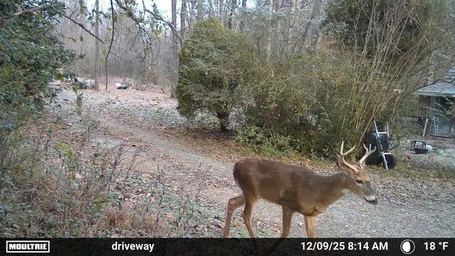 1150 Bell Hollow Rd, Vanleer, TN 37181