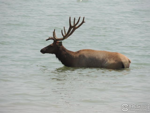 459 Cape Dory Drive, Loveland, CO 80537