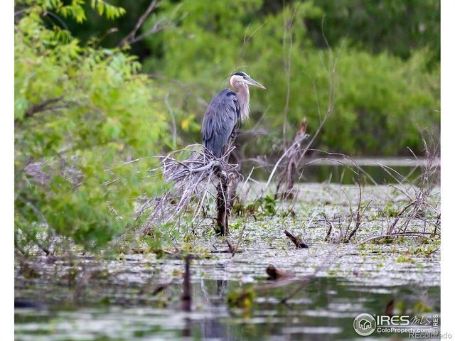 459 Cape Dory Drive, Loveland, CO 80537