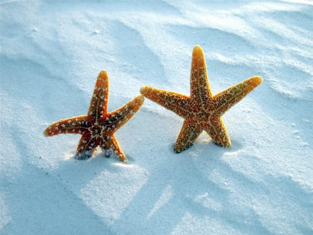 1331 DARYL DRIVE, Sarasota, FL 34232