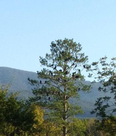 5080 Holly Creek Cool Springs Road, Chatsworth, GA 30705