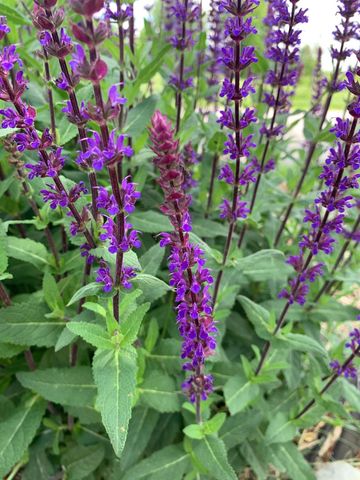 9325 E ST CHARLES RD, Columbia, MO 65202