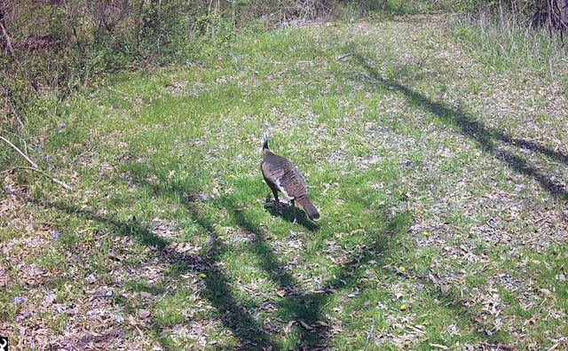 9325 E ST CHARLES RD, Columbia, MO 65202