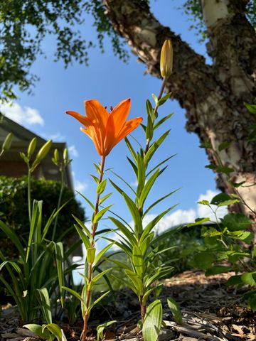 9325 E ST CHARLES RD, Columbia, MO 65202