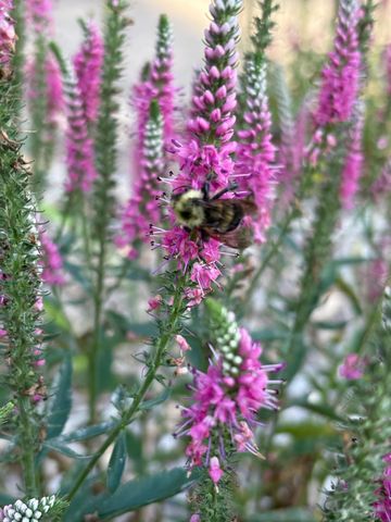 9325 E ST CHARLES RD, Columbia, MO 65202