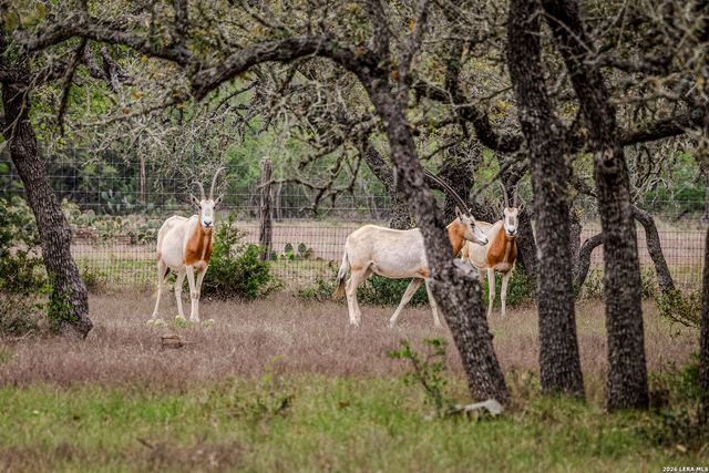 TBD Sattler Rd, Spring Branch, TX 78070