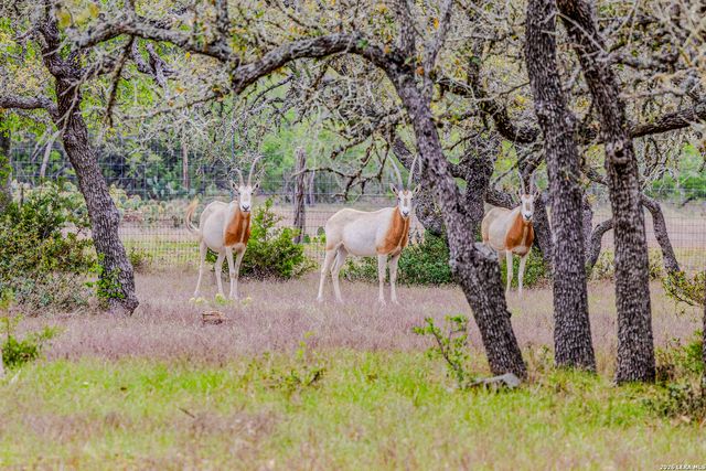TBD Sattler Rd, Spring Branch, TX 78070