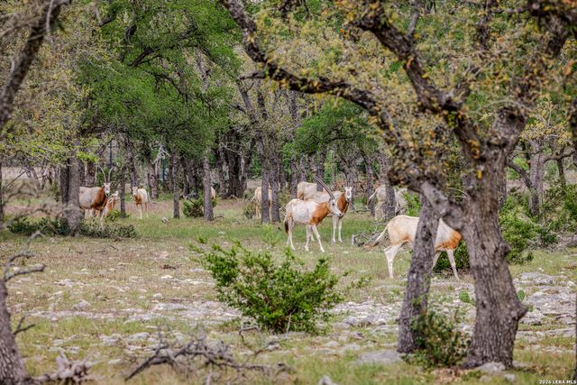 TBD Sattler Rd, Spring Branch, TX 78070