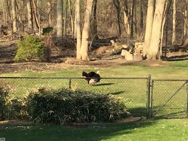 43243 RIVERWAY Drive, Clinton Twp, MI 48038