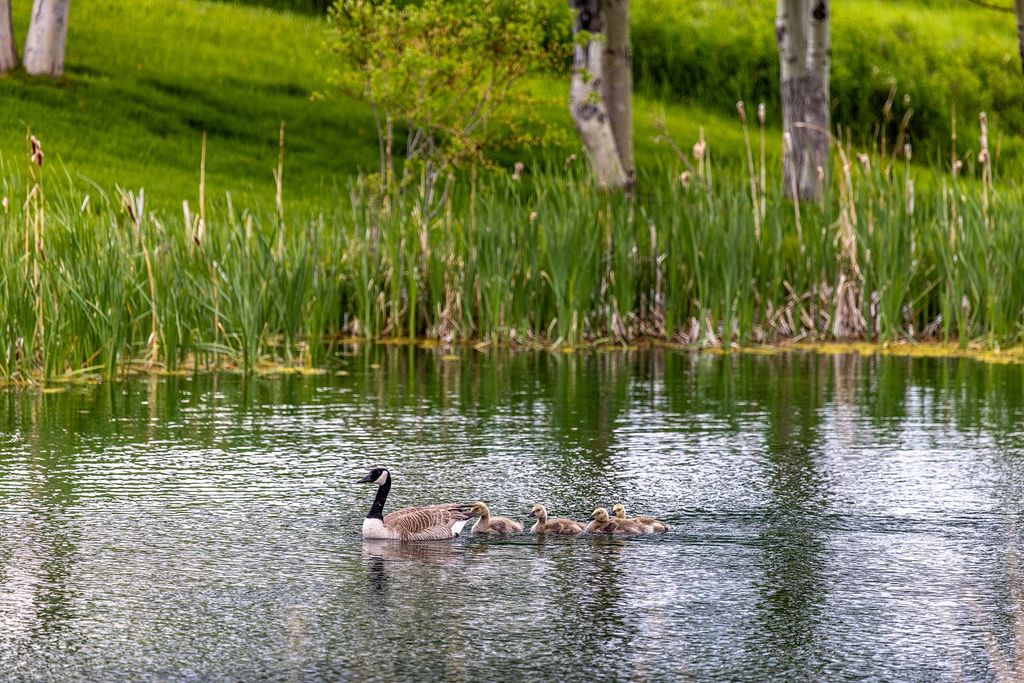 91 Porcupine Road, Wilsall, MT 59086 photo 35