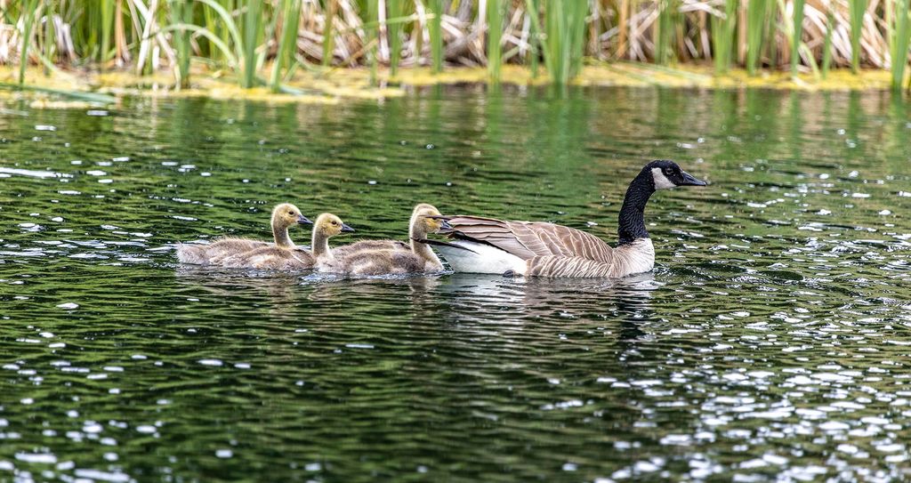 91 Porcupine Road, Wilsall, MT 59086 photo 53