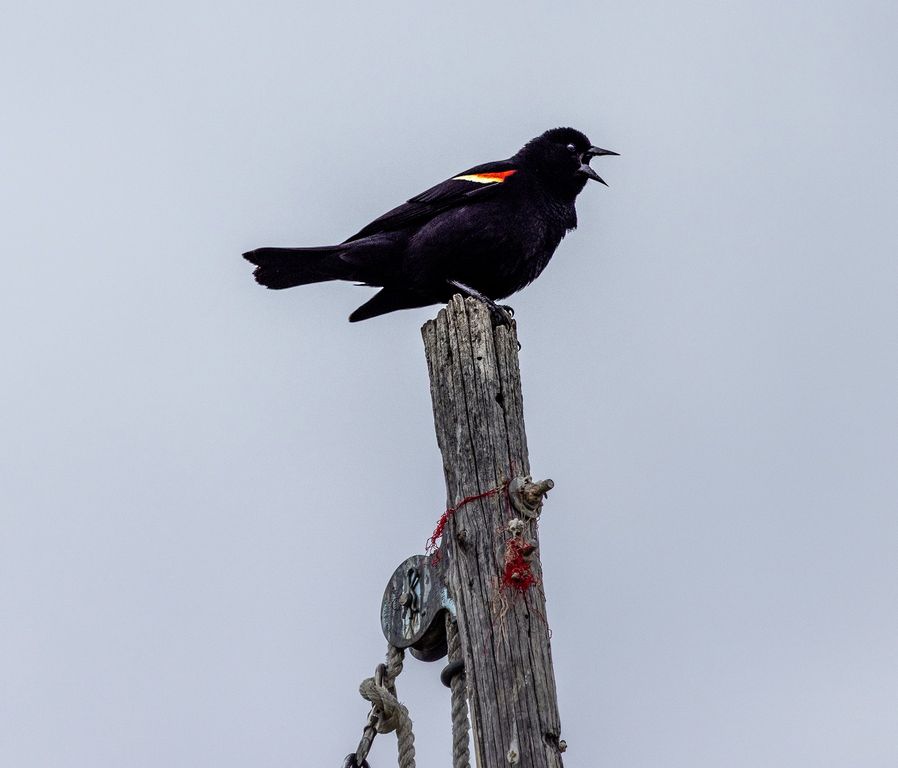 91 Porcupine Road, Wilsall, MT 59086 photo 54