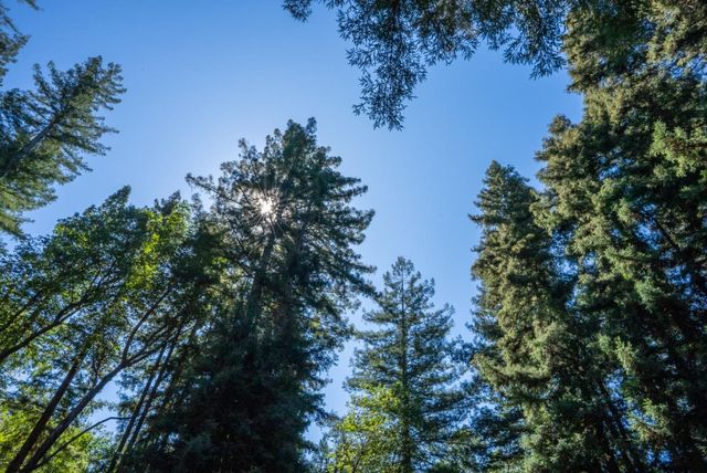 14161 Old Japanese Road, Los Gatos, CA 95033