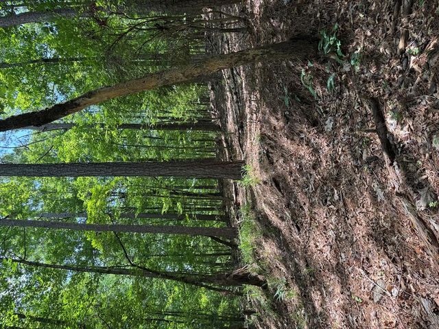 Lot 159 Ph1Sec2 Piedmont Lake Road, Pine Mountain, GA 31822
