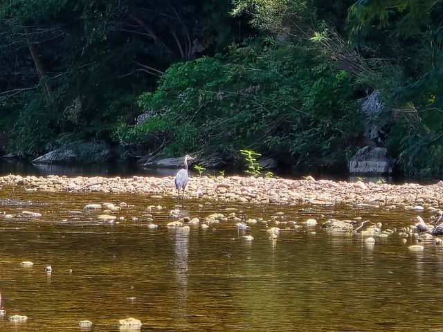 2732 Mitchell Road, Mountain View, AR 72560