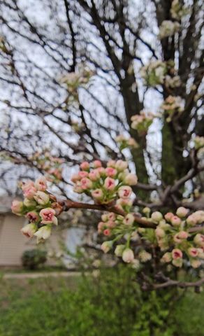 2565 E Atlantic Street, Springfield, MO 65803