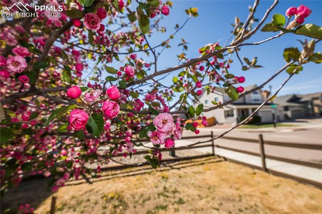 9889 Wando Drive, Colorado Springs, CO 80925