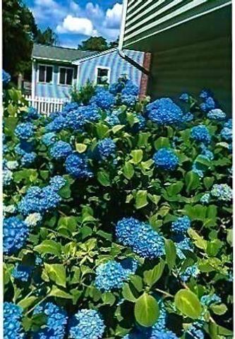 41 Berkeley Rd, Framingham, MA 01701
