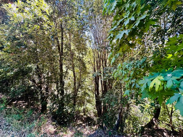 2505 Huckleberry Lane, Whitethorn, CA 95589