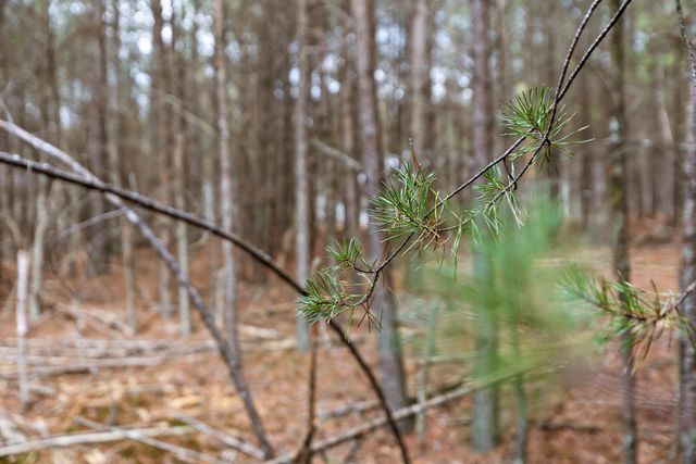 0 Crockett Point, Sequatchie, TN 37374