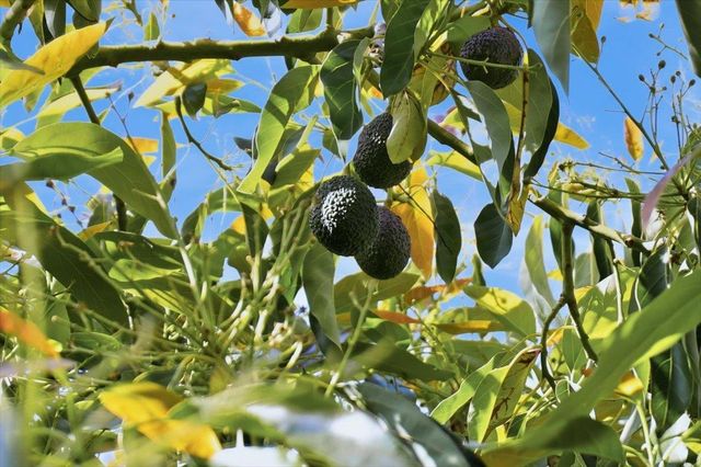 125 Dana Avenue, San Jose, CA 95126