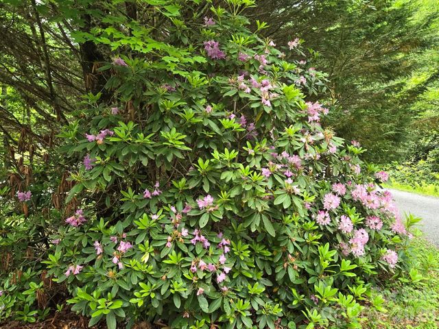 229 Hubbard Hollow Road, Rosman, NC 28772