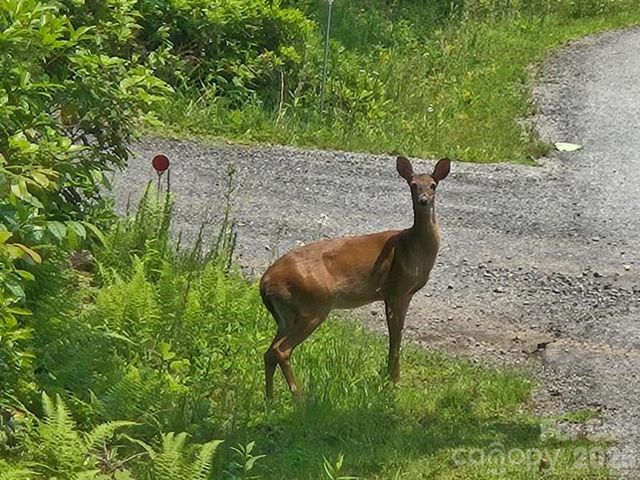 229 Hubbard Hollow Road, Rosman, NC 28772