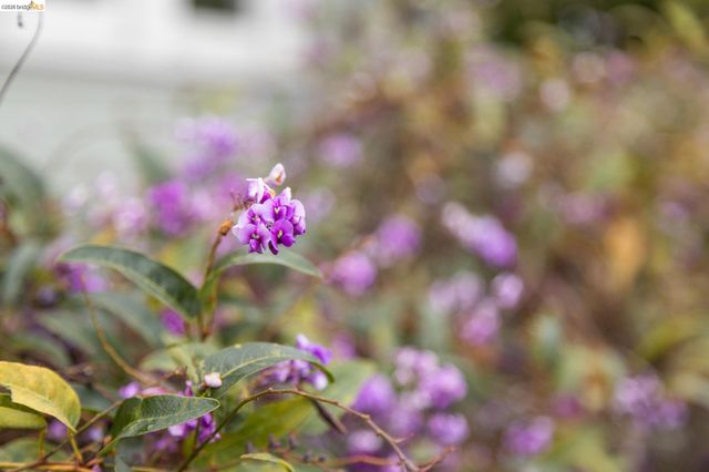 1261 Hearst Ave, Berkeley, CA 94702