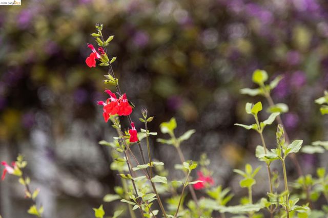 1261 Hearst Ave, Berkeley, CA 94702