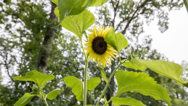 11N226 Peplow Road, Hampshire, IL 60140