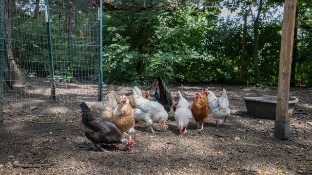 11N226 Peplow Road, Hampshire, IL 60140