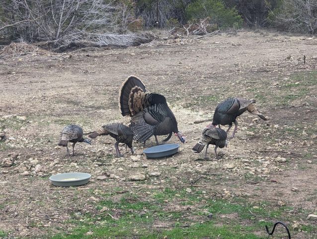 180 Robison RD, Bertram, TX 78605