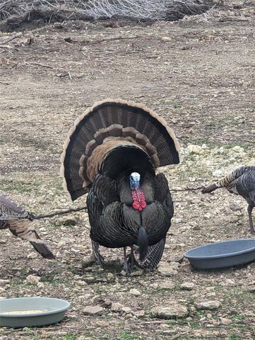 180 Robison RD, Bertram, TX 78605