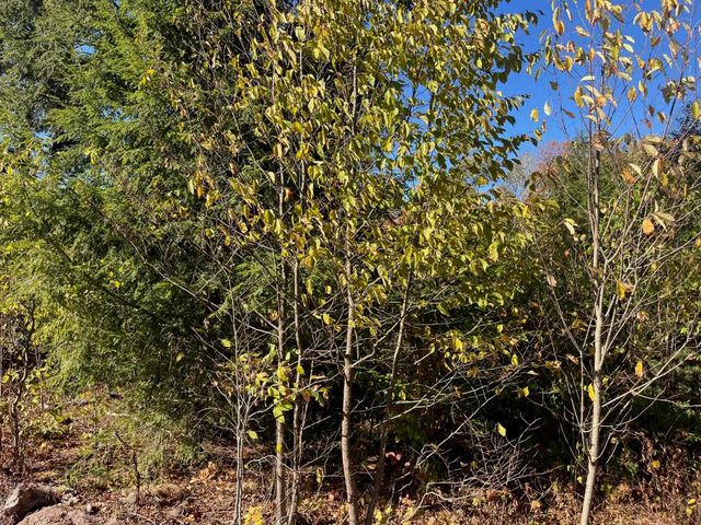 8886 Hemlock Hill Drive, Traverse City, MI 49685