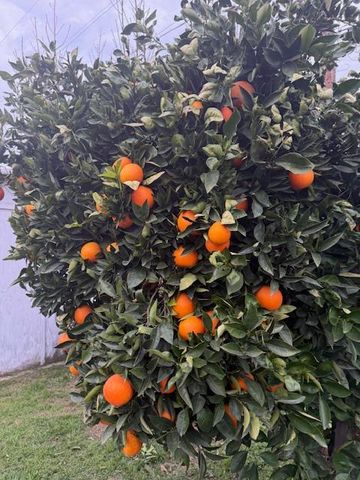 3039 E Hedges Avenue, Fresno, CA 93703