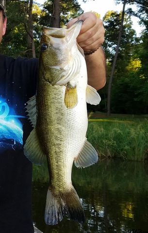 20616 E Grove Club Lake Rd, Whitehouse, TX 75791