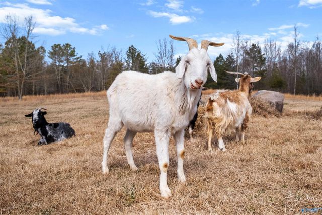 2962 County Road 140, Ider, AL 35981