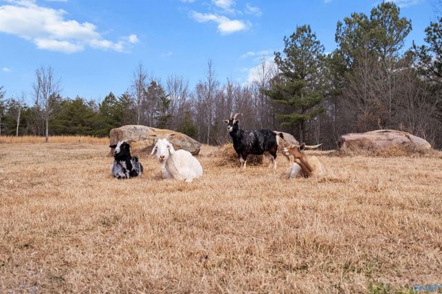 2962 County Road 140, Ider, AL 35981