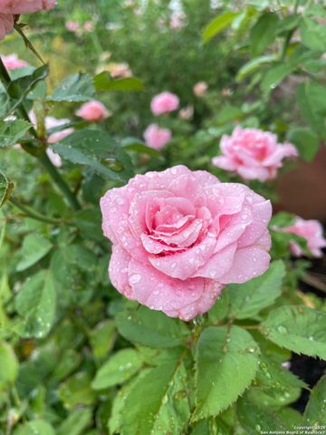 11742 Pelican Cove, San Antonio, TX 78221