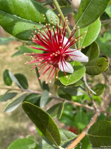 11742 Pelican Cove, San Antonio, TX 78221