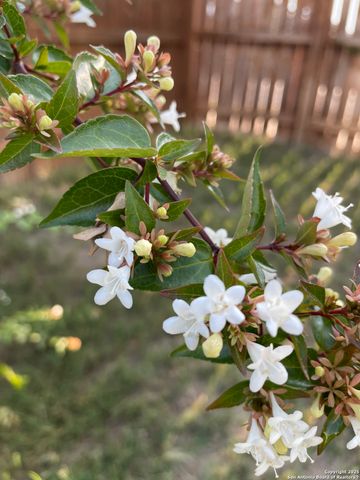 11742 Pelican Cove, San Antonio, TX 78221