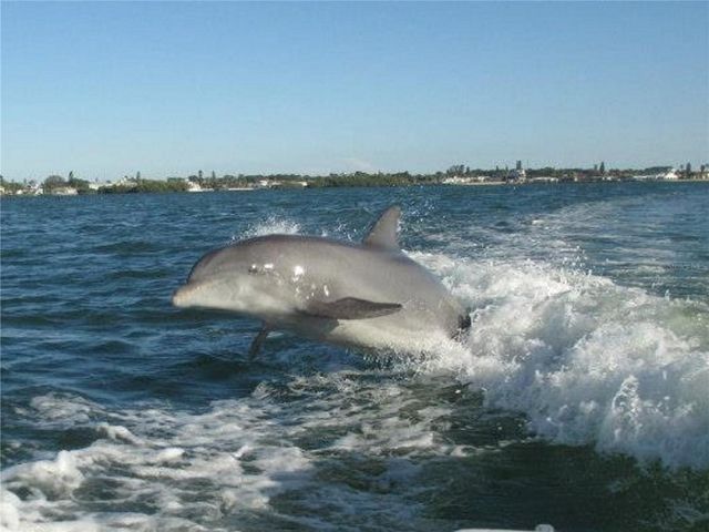 2539 QUAIL TERRACE, Port Charlotte, FL 33981