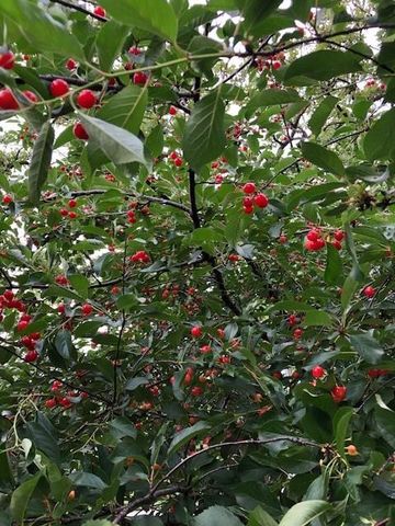 7725 Woodland Drive, Shawnee, KS 66218