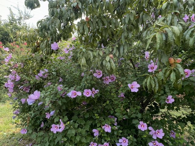 721 MAPLE STREET, Burkburnett, TX 76354