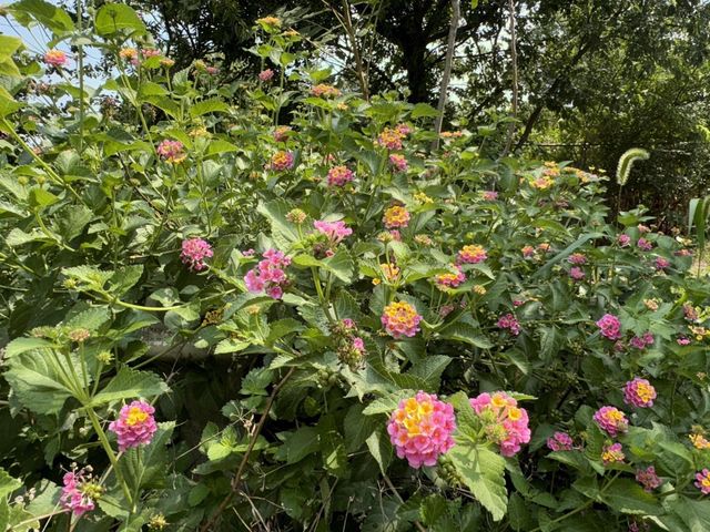 721 MAPLE STREET, Burkburnett, TX 76354